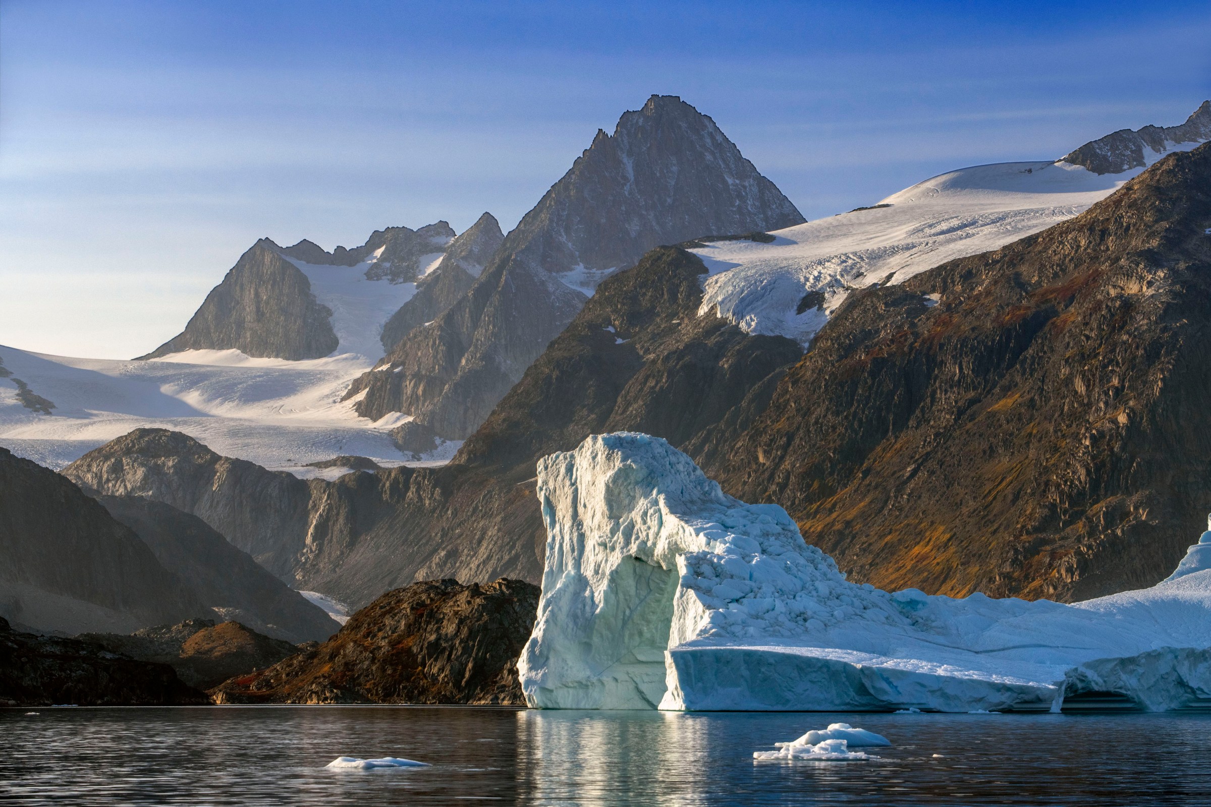 Polar bears in Greenland