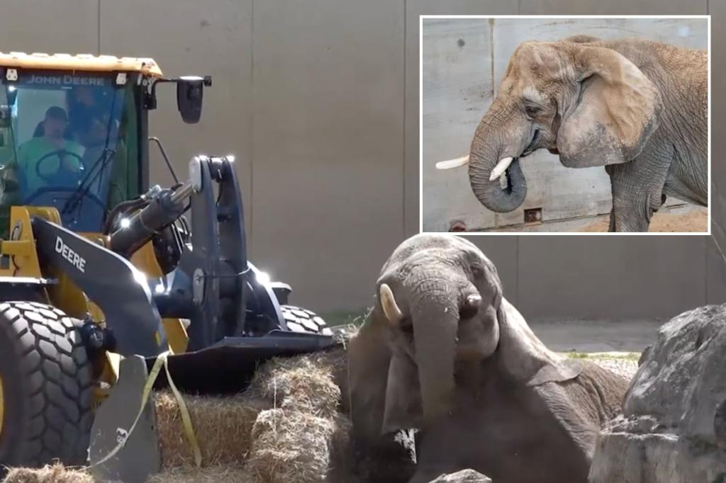 Milwaukee County Zoo uses front-end loader to upright fallen geriatric elephant