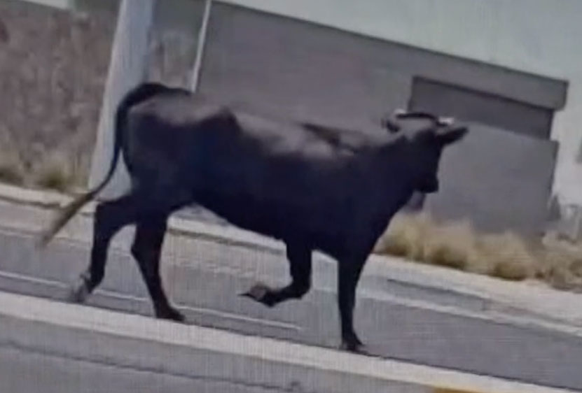 Facebook post about Mootilda rescue