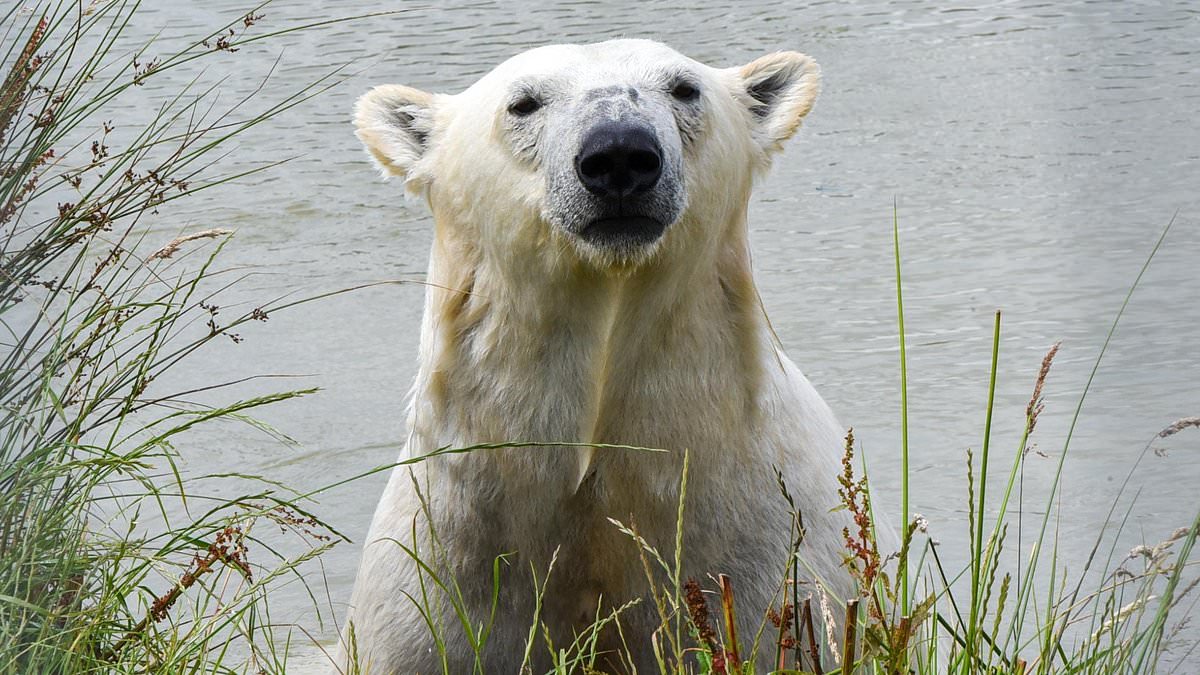 Polar bear dies during dental operation at Jimmy's Farm and Wildlife Park