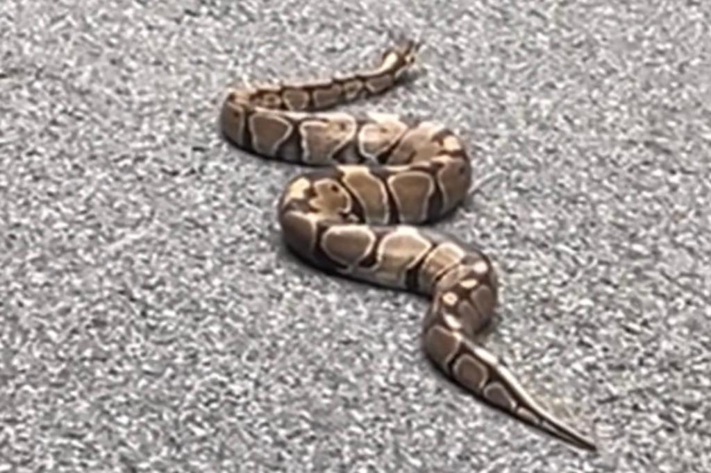 Three ball pythons found in Queens park; one captured and named Kevin, others still at large