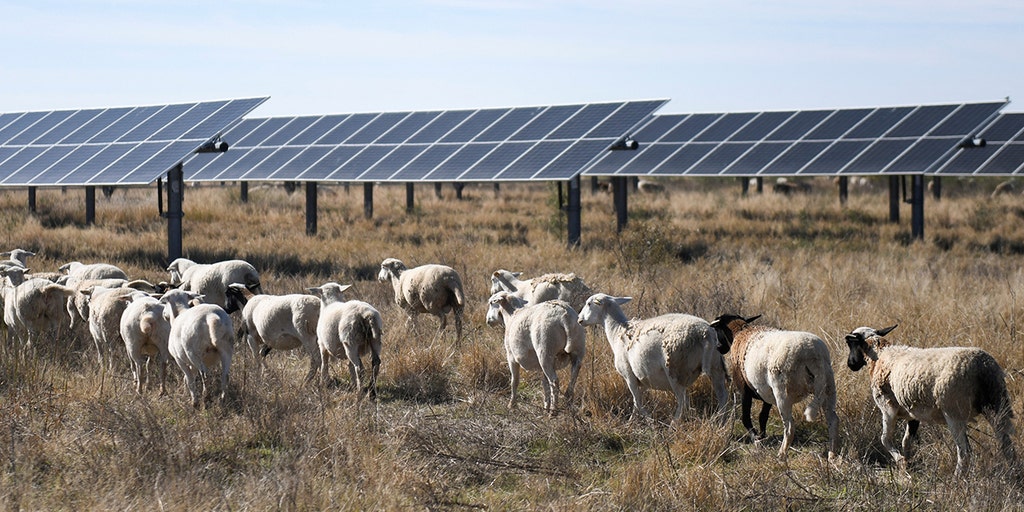 Solar Farms Turn to Sheep for Eco-Friendly Vegetation Management