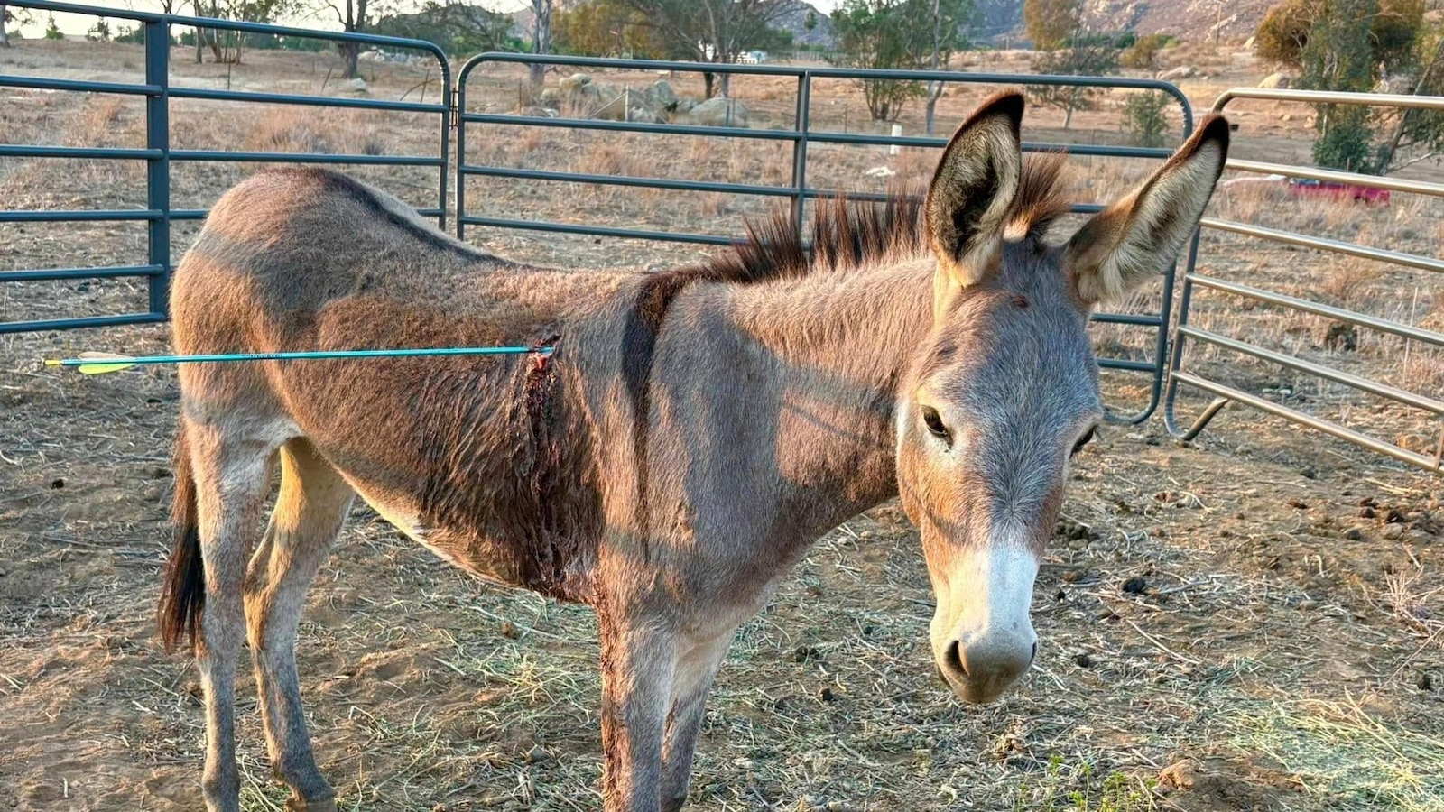 Wild burro 'Cupid' recovering after arrow attack amid string of shootings in Southern California