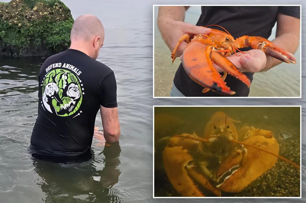 Ultra-rare orange lobster spared from menu, released back to the sea