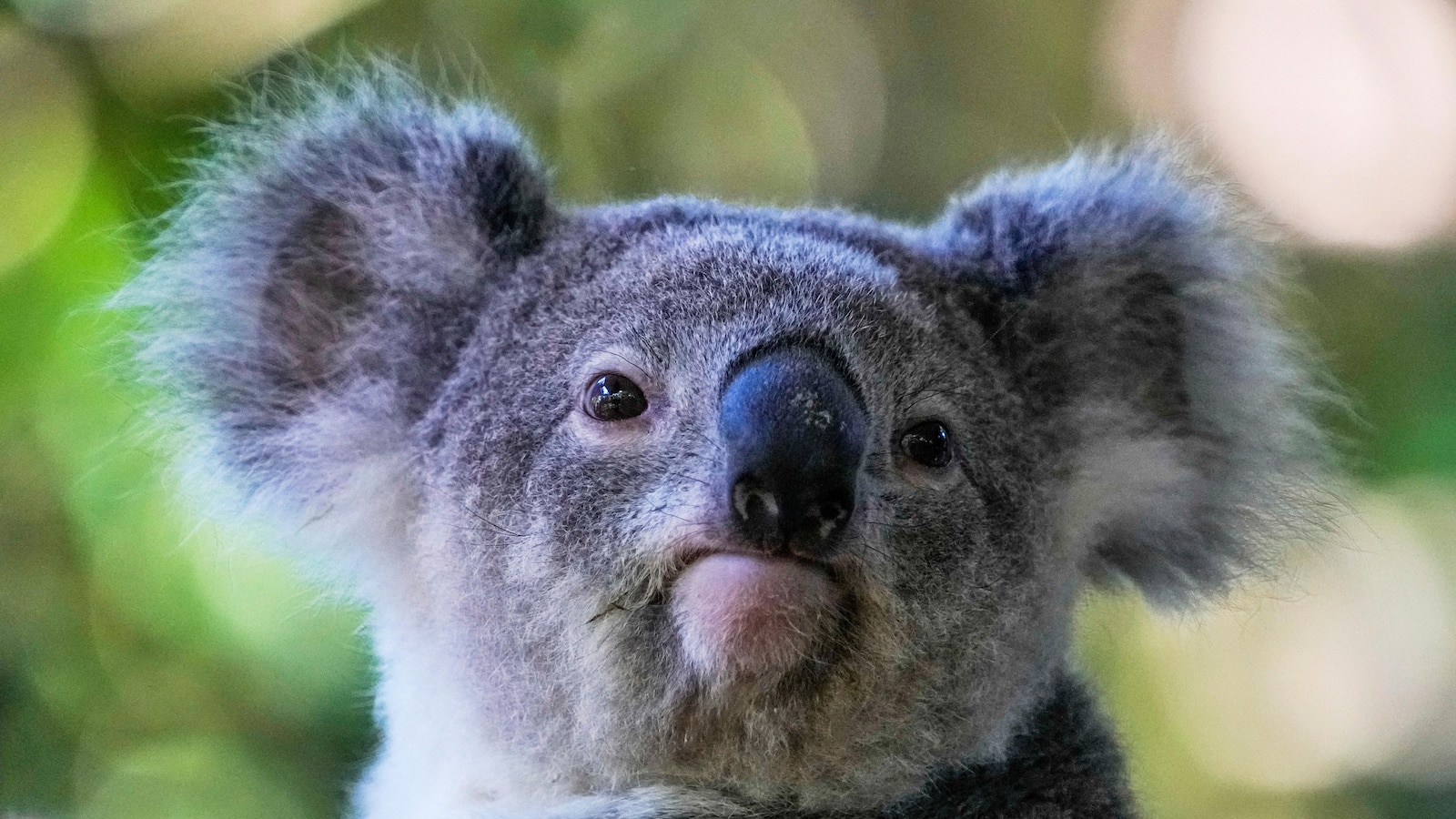 Australia approves world-first single-dose vaccine to protect koalas from chlamydia