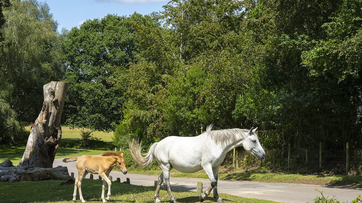 UK councils crackdown on wholesome countryside activities with PSPOs, sparking backlash