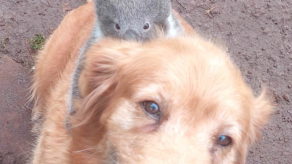 Golden Retriever Denni carries koala joey to safety in Australia