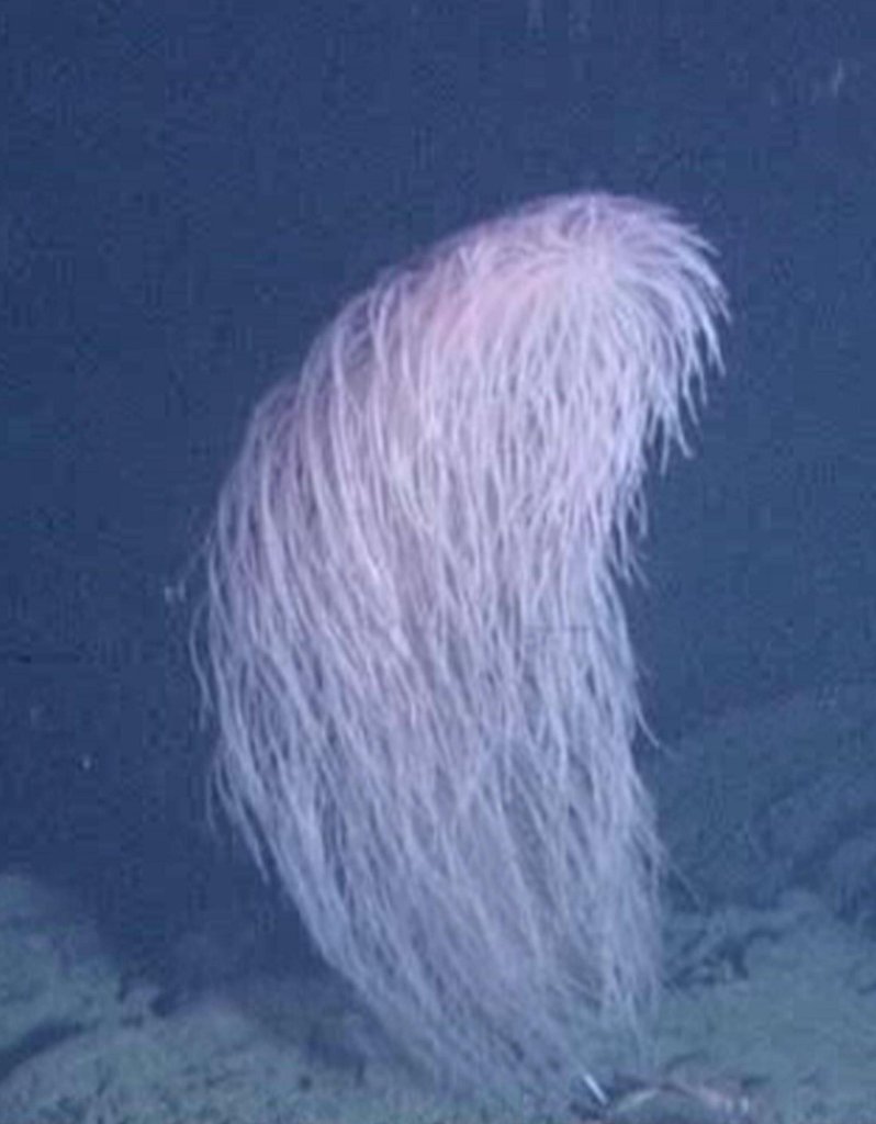 Coral named Iridogorgia chewbacca