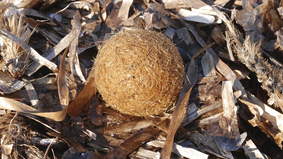 Mysterious 'Neptune balls' washing up on Mediterranean beaches identified as seagrass clumps