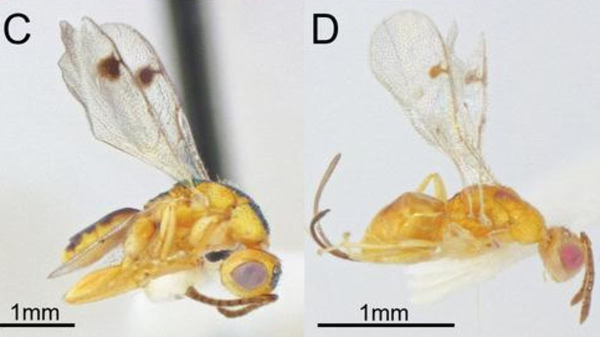 Scientists Identify Two Parasitic Wasps Consuming Hosts From Inside, Spreading Across U.S.
