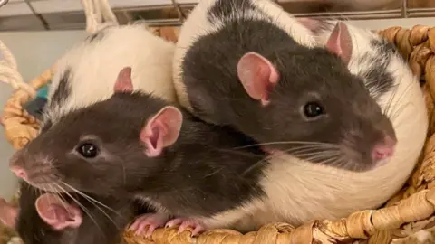 Alzheimer's link image