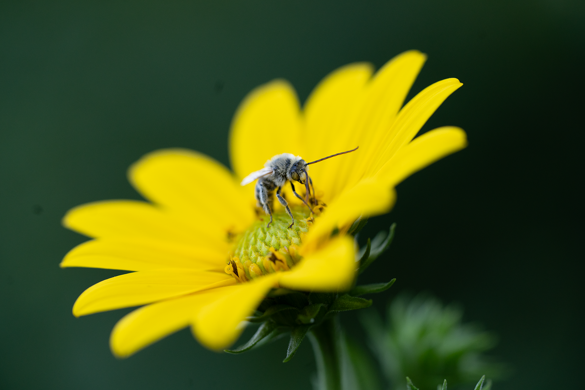 A wildflower meadow at the Naval Cemetery Landscape in Brooklyn