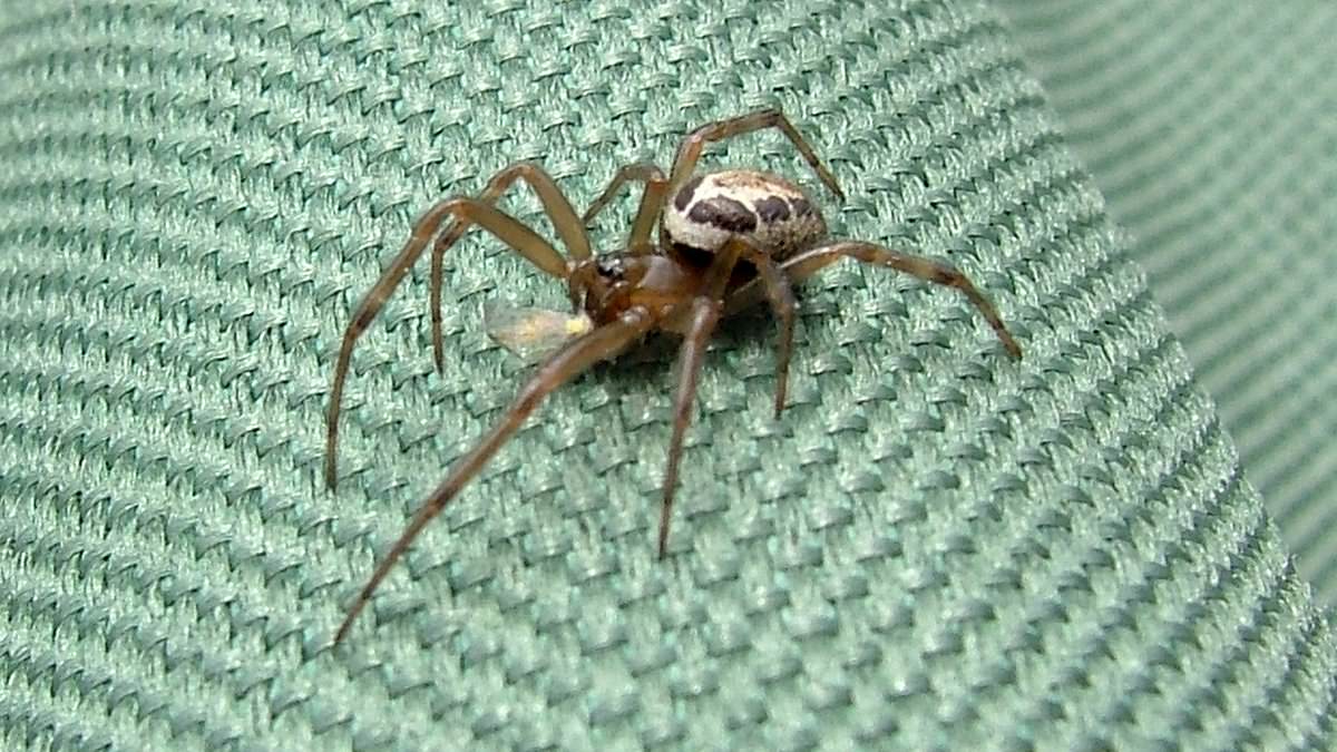 Britain's 'most dangerous' spider bites: four Britons report noble false widow encounters