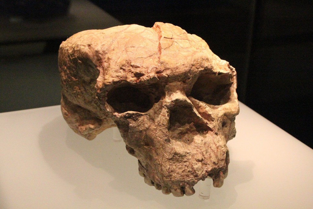 One-million-year skull prompts revised view of early human evolution