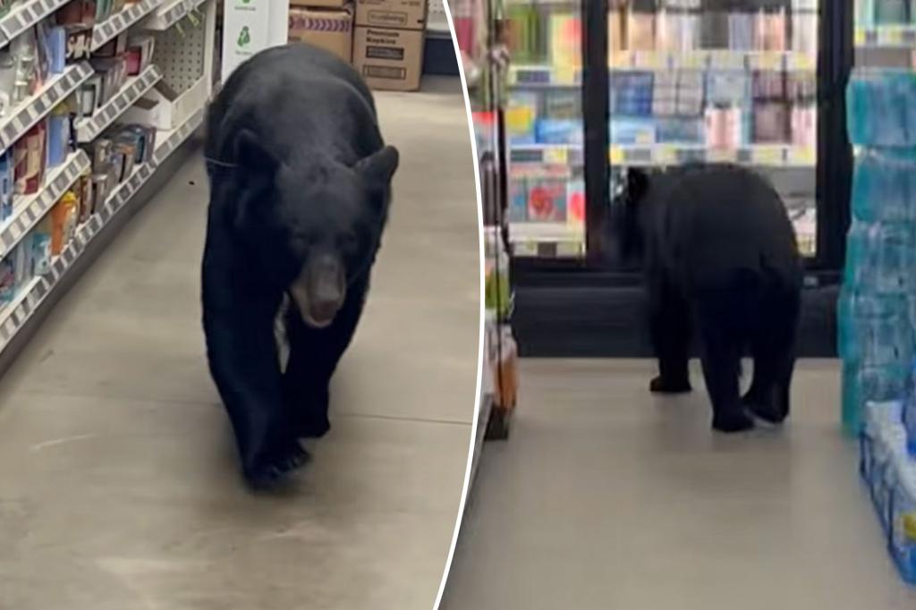 Bear terrorizes New Jersey Dollar General, bites 90-year-old woman before being shot