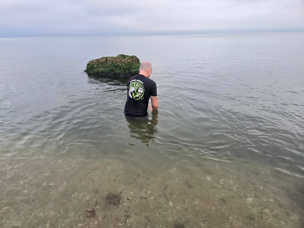Lobster release into ocean