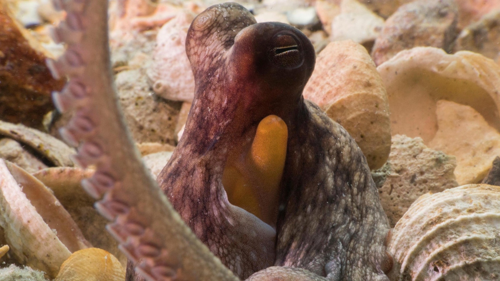 Study finds octopuses use front arms to explore, back arms for locomotion