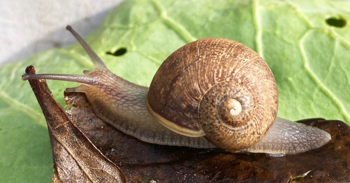 Rare Left‑Coiled Garden Snail in New Zealand Faces Mating Crisis