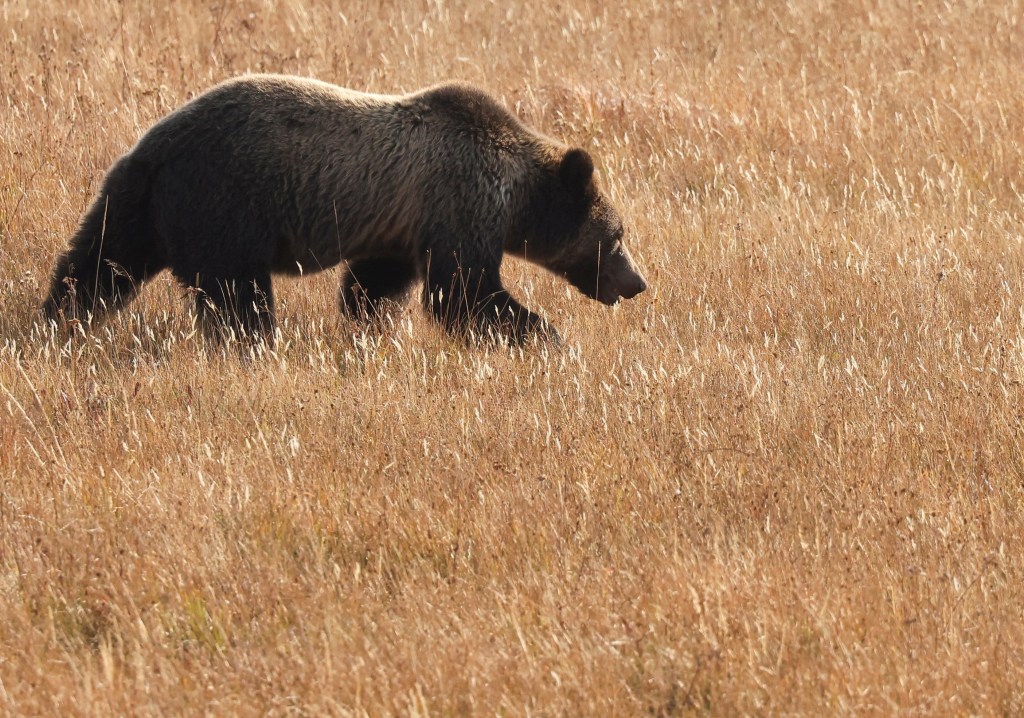 Grizzly bear walking in grass