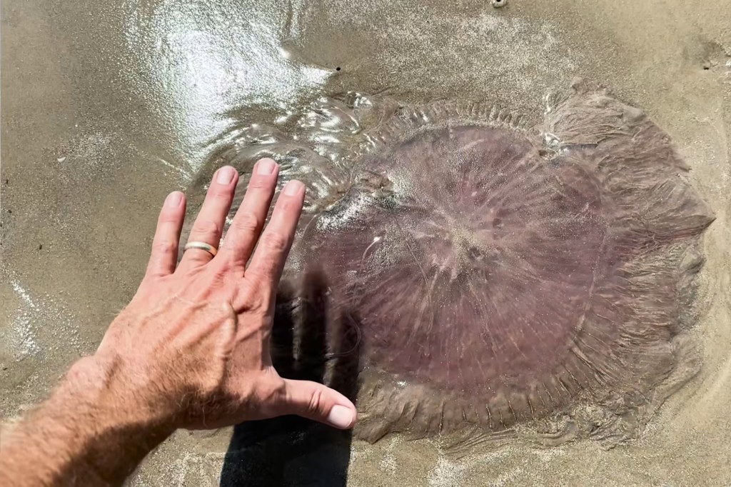 Pink meanie jellyfish on shore