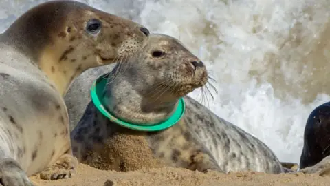 Neath Port Talbot council bans flying rings on beaches to protect seals