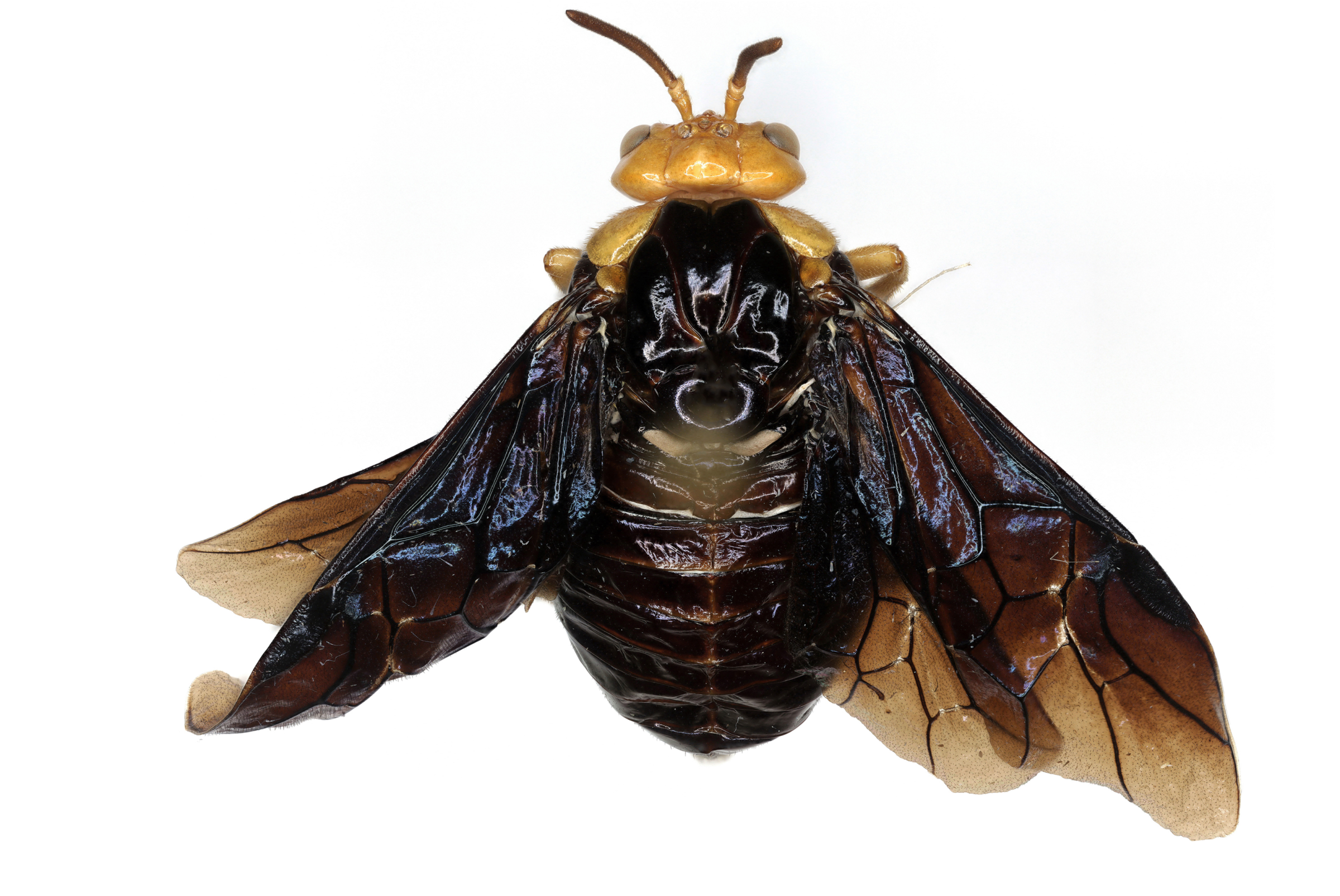 Small insect specimen on pin