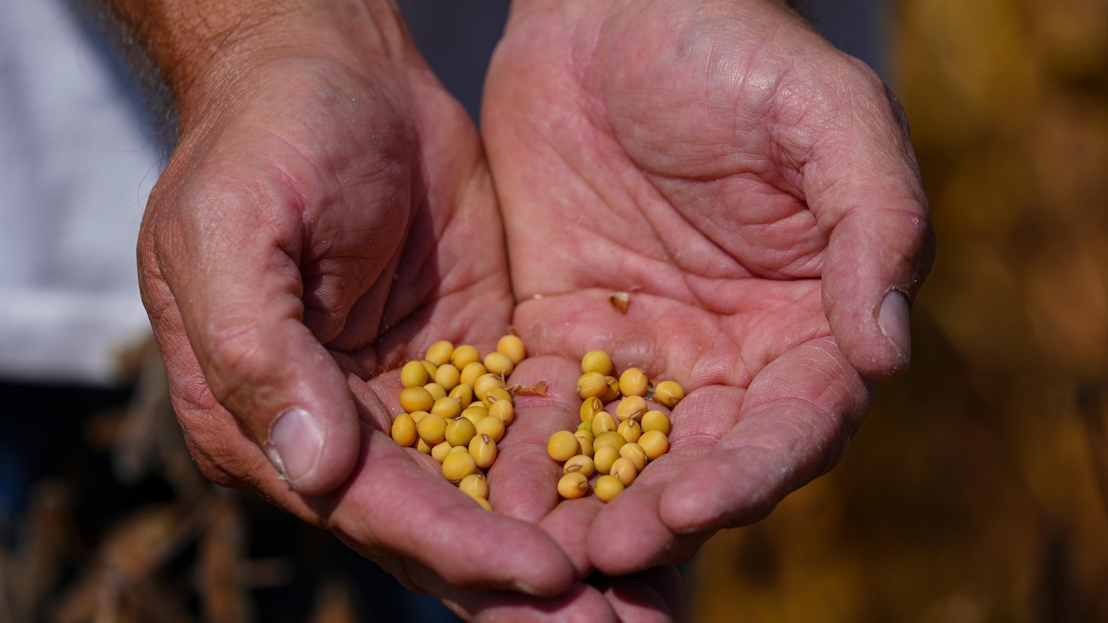 Trump trade fight with China puts U.S. soybean farmers at risk