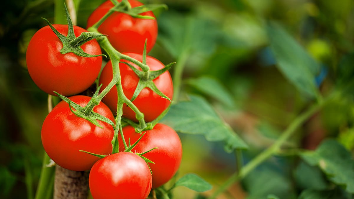 Health chiefs warn tomatoes linked to multi-country Salmonella outbreak