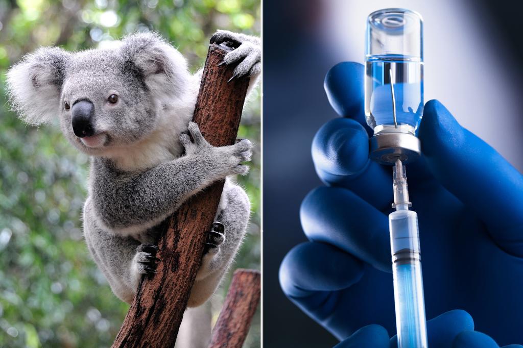Australia approves single-dose vaccine to protect koalas from chlamydia