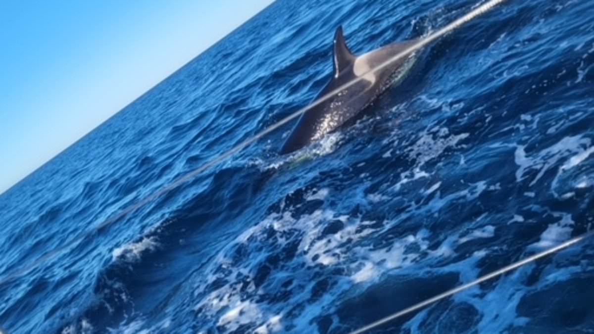 Orca attack near Strait of Gibraltar leaves yacht with £15,000 in damage