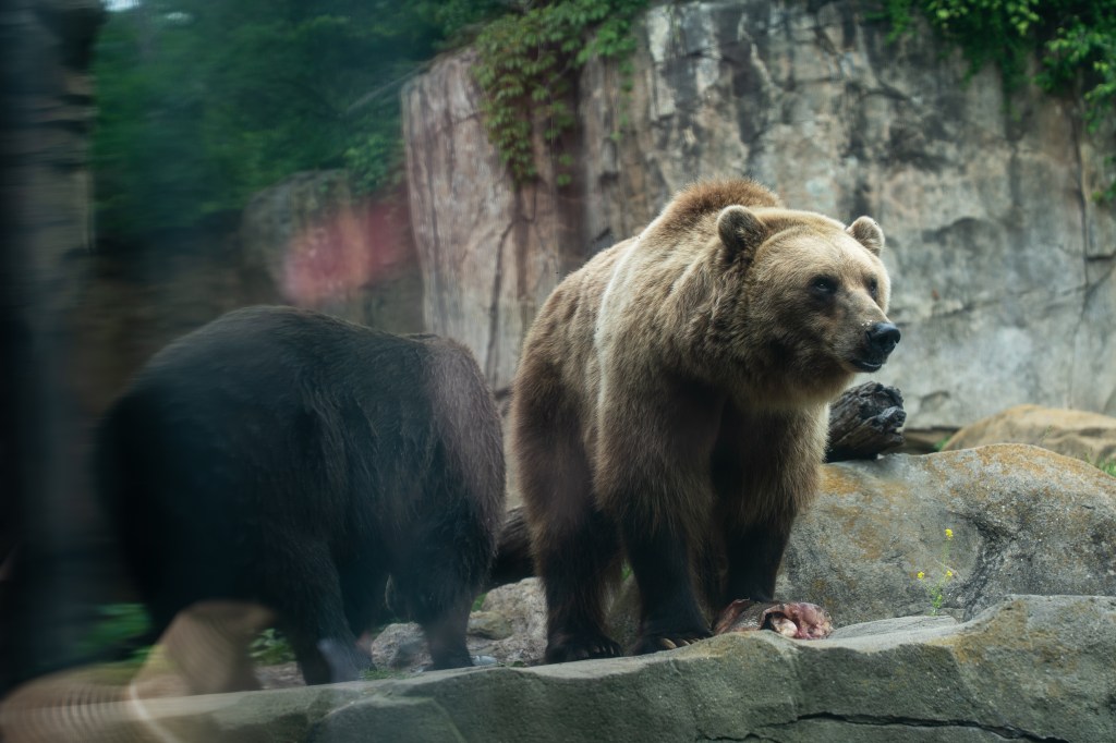 Bear and fish disposal work at Minnesota Zoo