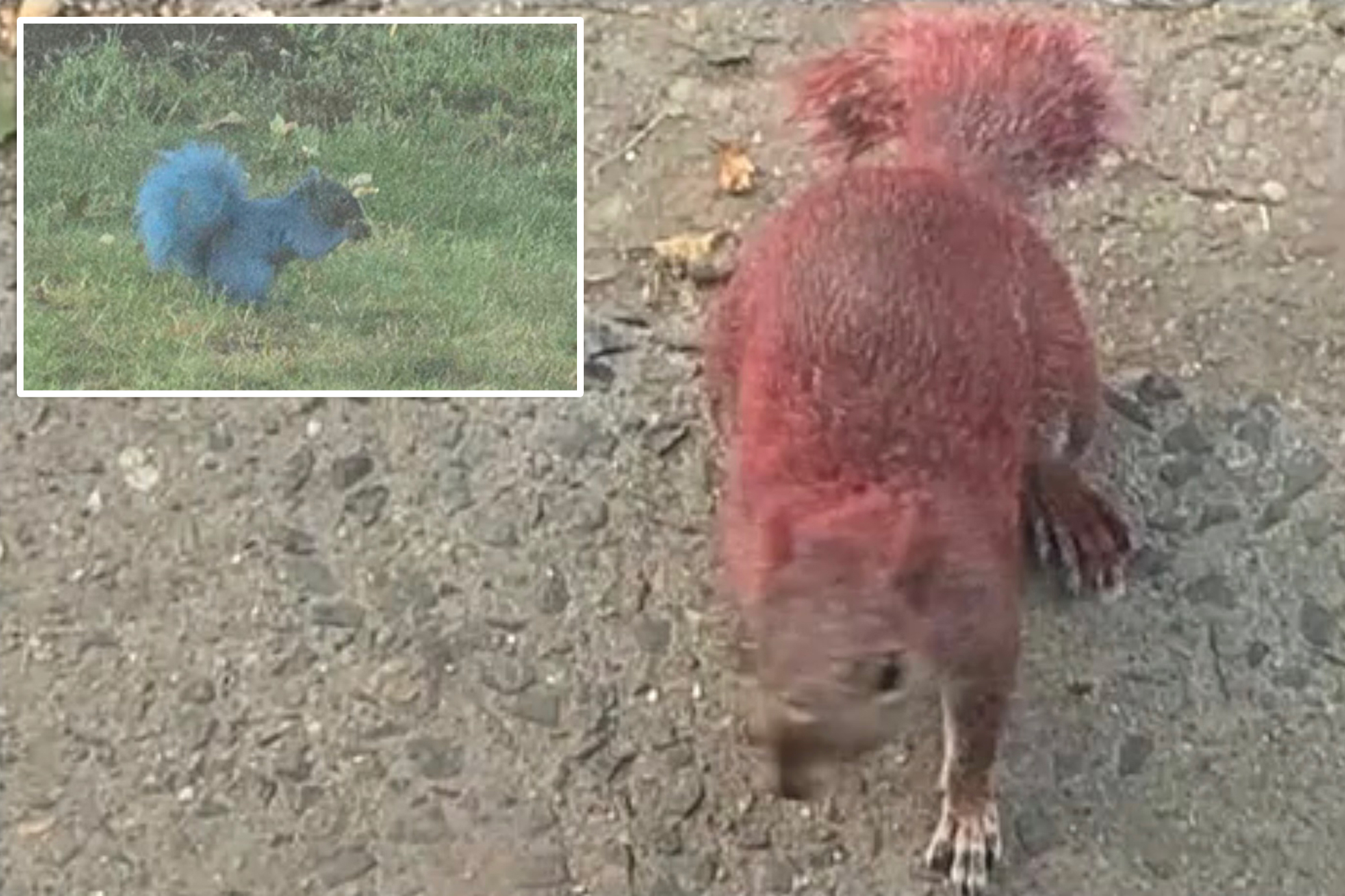 Connecticut officials seek suspects after two squirrels found coated in neon paint