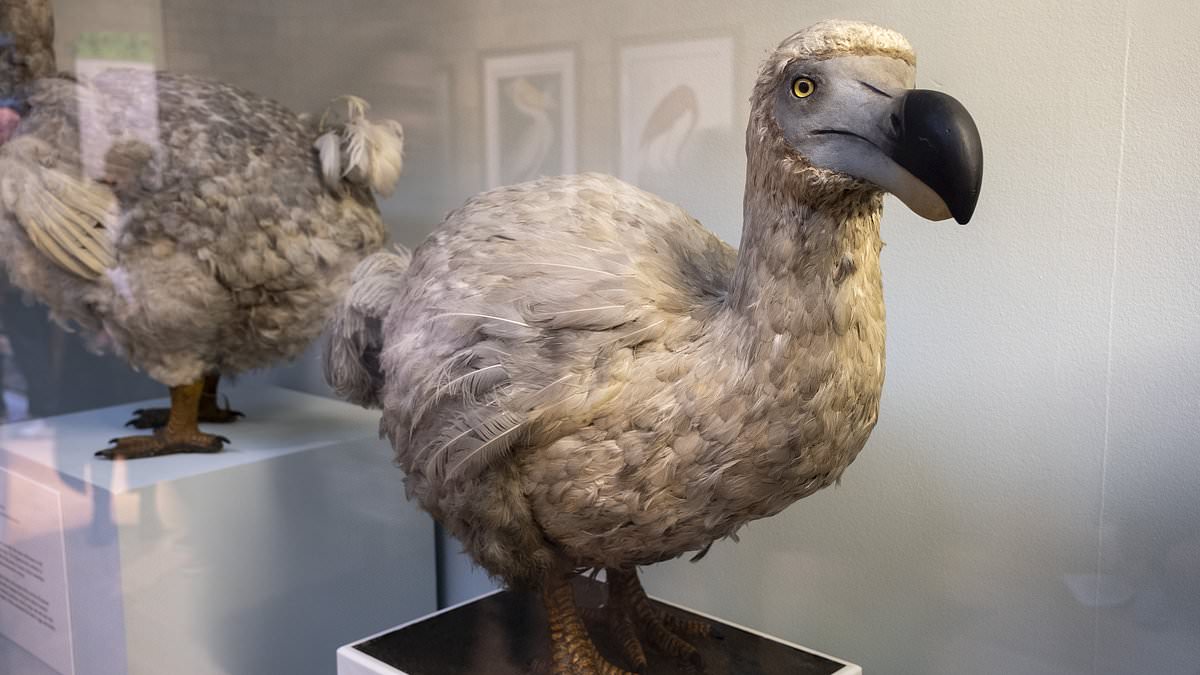 Scientists claim progress toward dodo revival after gene-edited chicken work