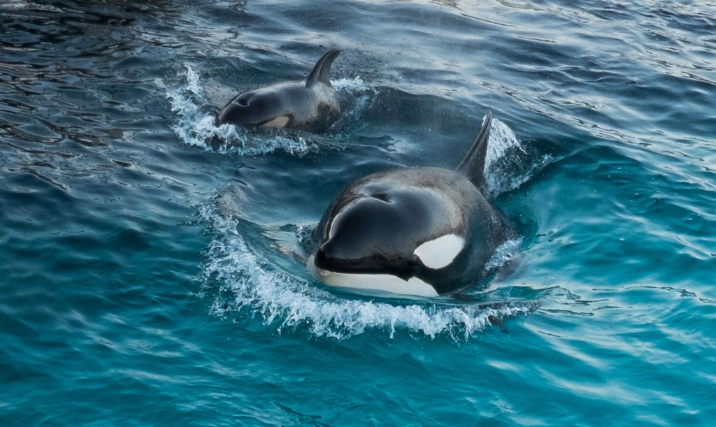 Orca calf swimming with its mother