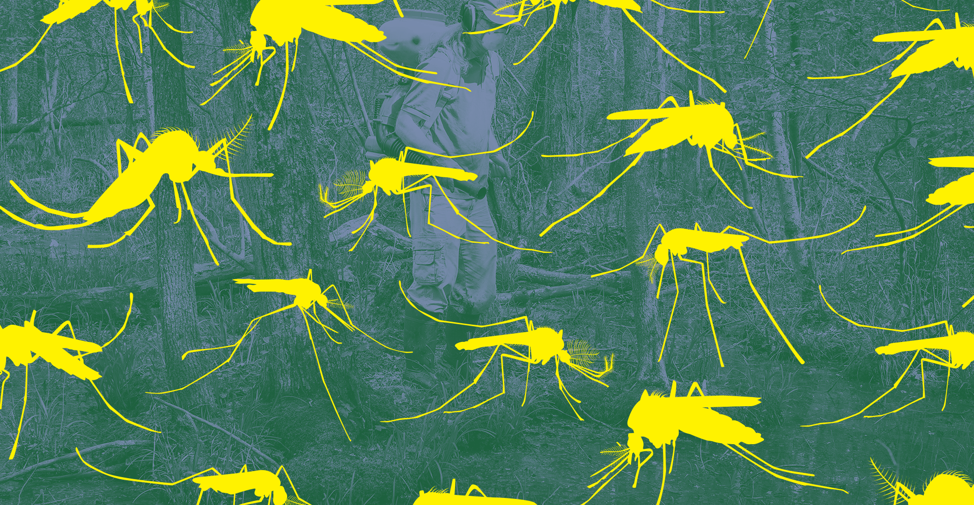 Microscopic close-up of a mosquito specimen used in laboratory surveillance