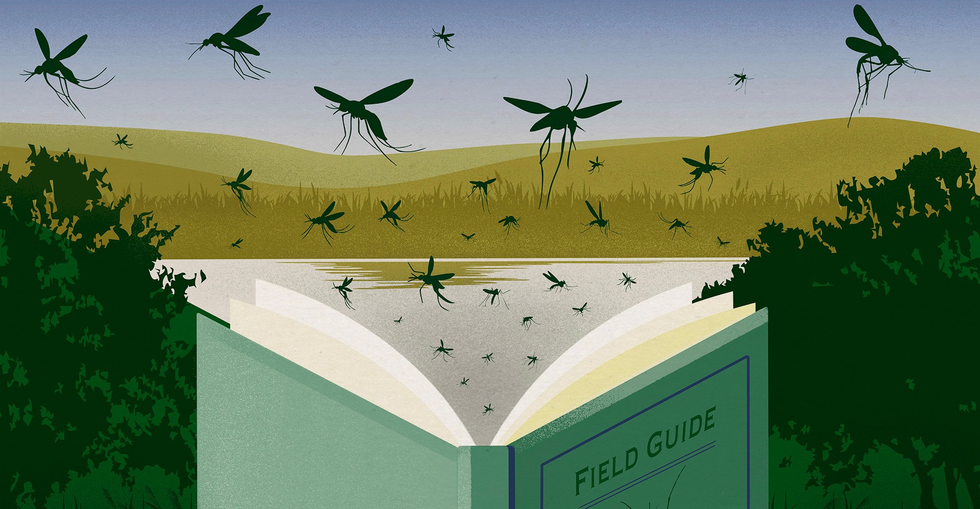 mosquito illustration