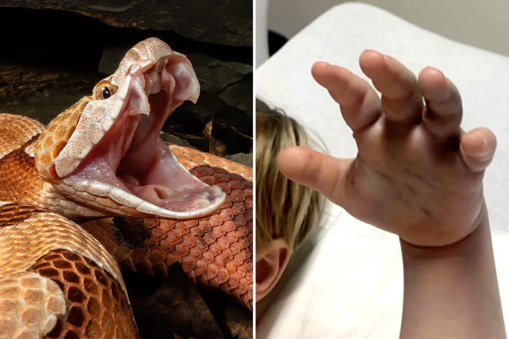 Copperhead snake illustration