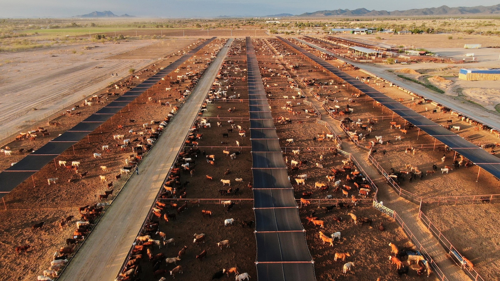 Mexico activates emergency controls after new screwworm case near U.S. border