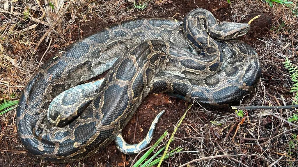 Burmese python regurgitates deer during Florida cold snap, study reports