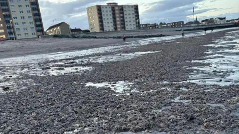 Thousands of starfish wash up on Kirkcaldy beachfront after rough conditions