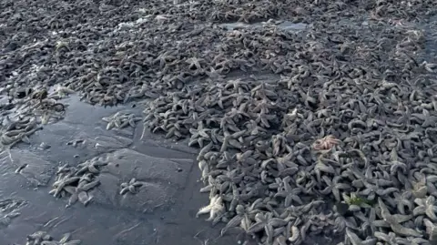 starfish scattered on rocks