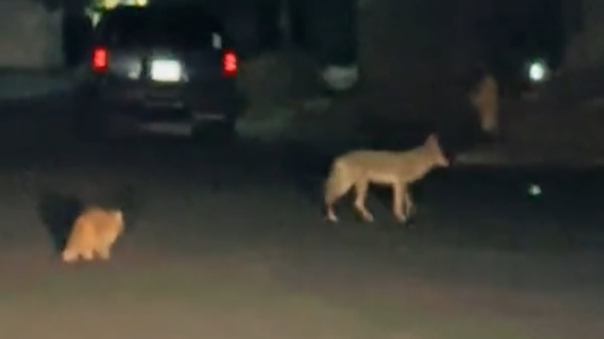 Orange cat and coyote spotted strolling Las Vegas street together, prompting wildlife cautions