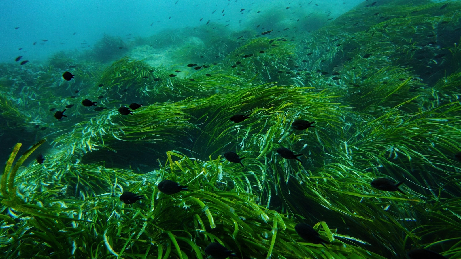 High seas biodiversity treaty clears key hurdle, paving way for protections in international waters