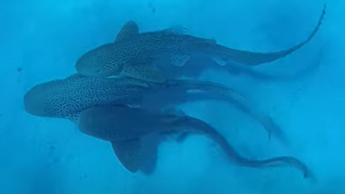 World's first shark threesome observed off New Caledonia