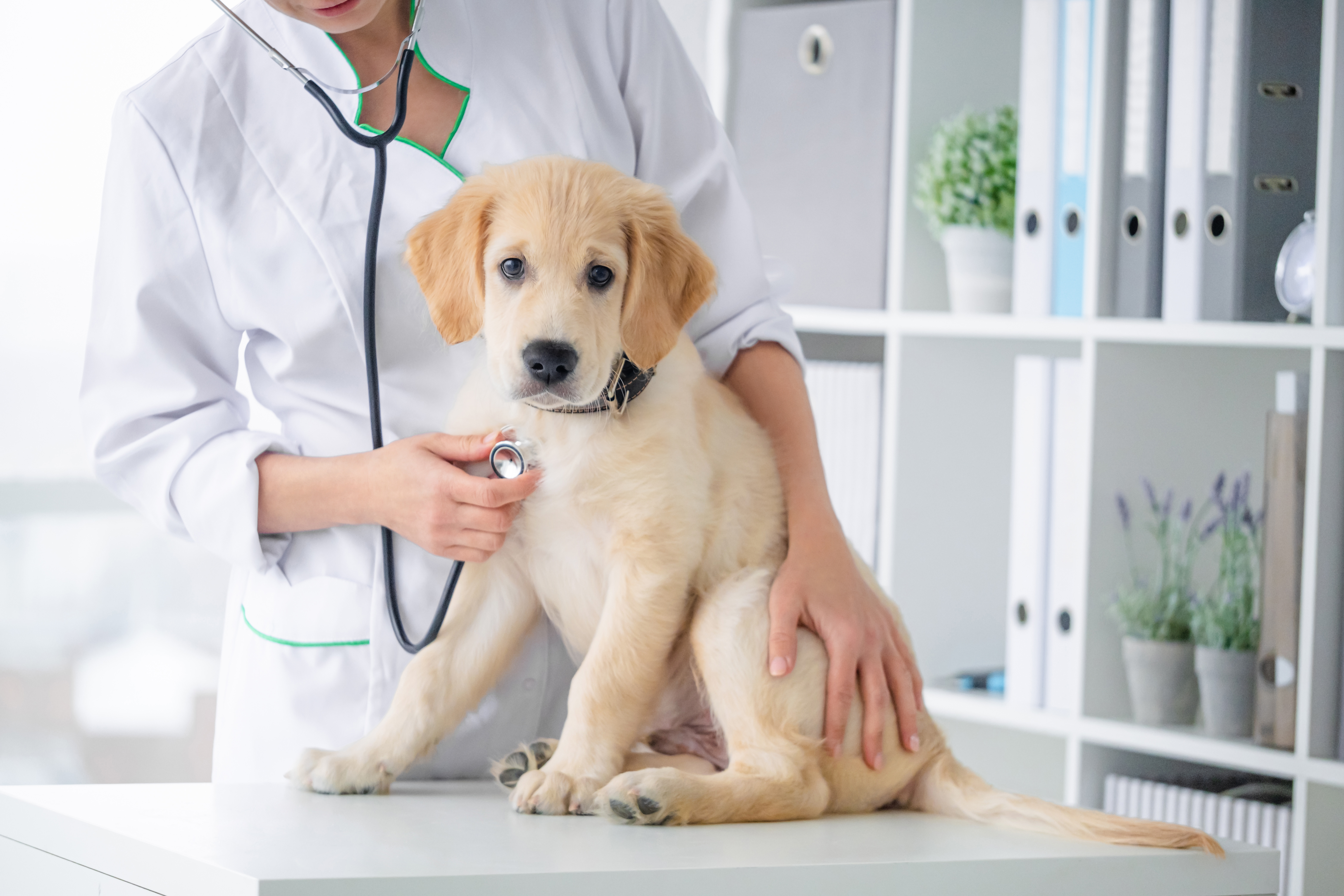 Survey finds many dog owners avoid vaccinations amid belief shots cause autism