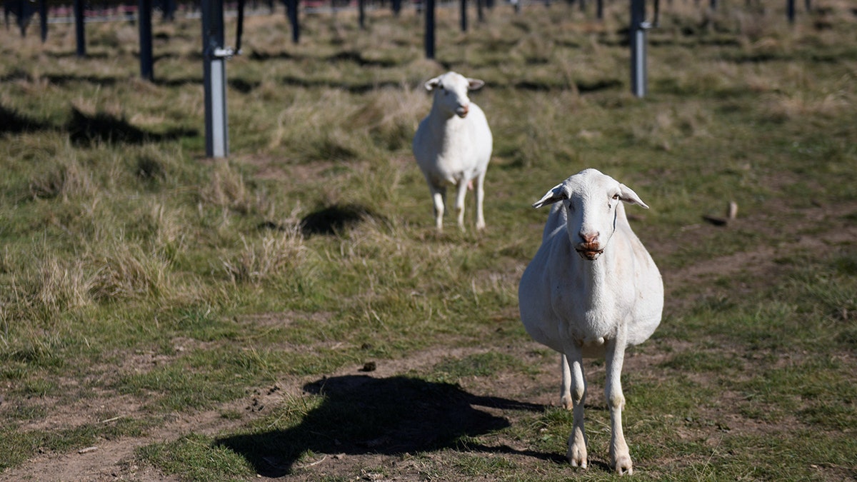 Sheep grazing under solar panels