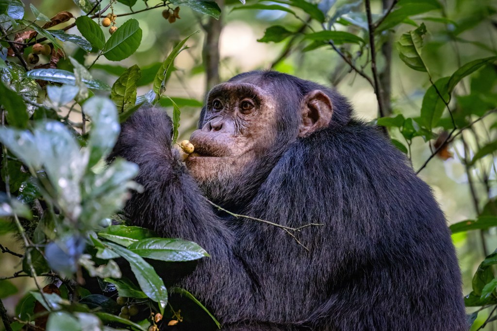 Chimpanzee eats fruit