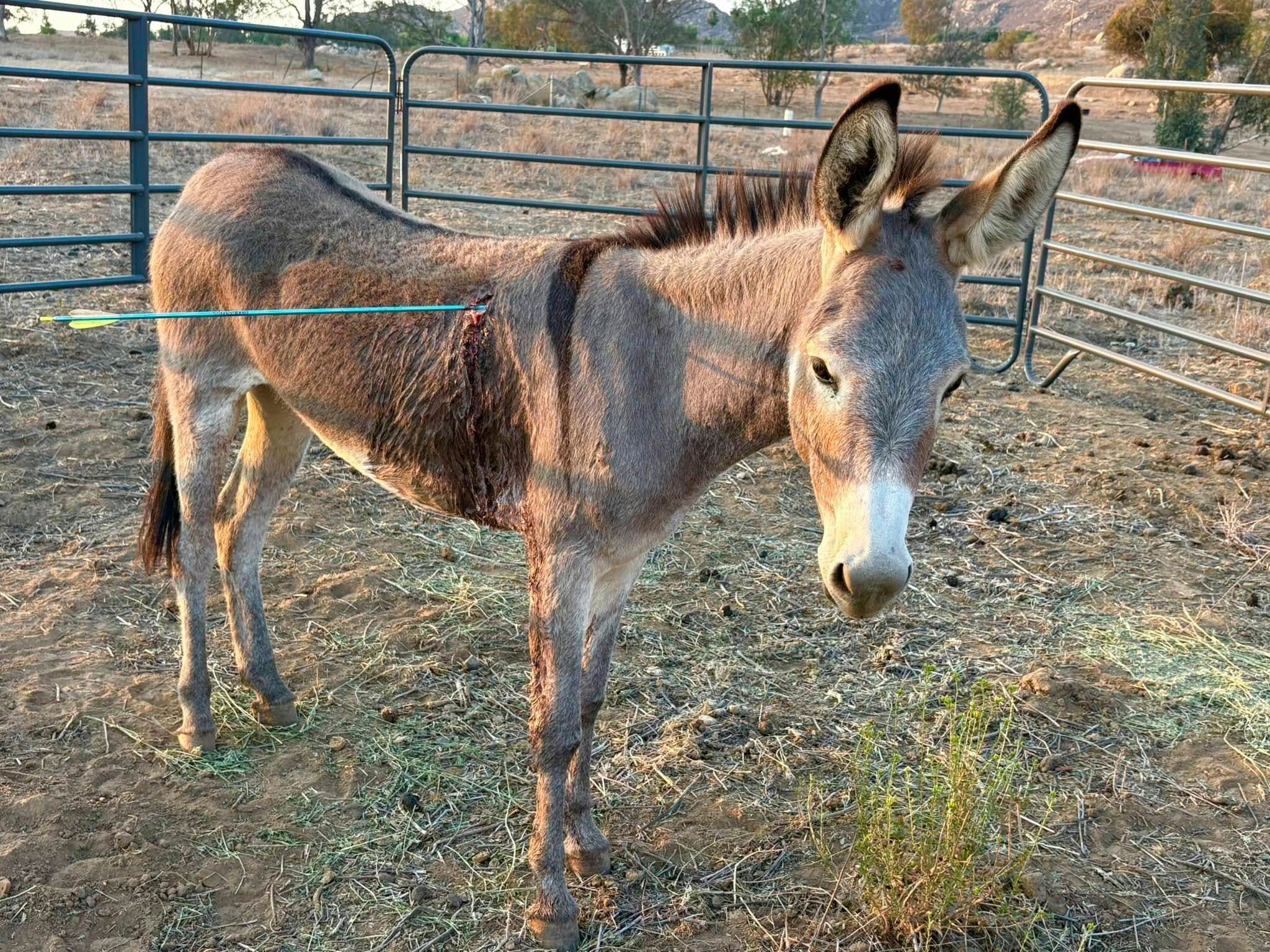 Wild burro ‘Cupid’ recovering after arrow punctures lung as authorities investigate series of attacks