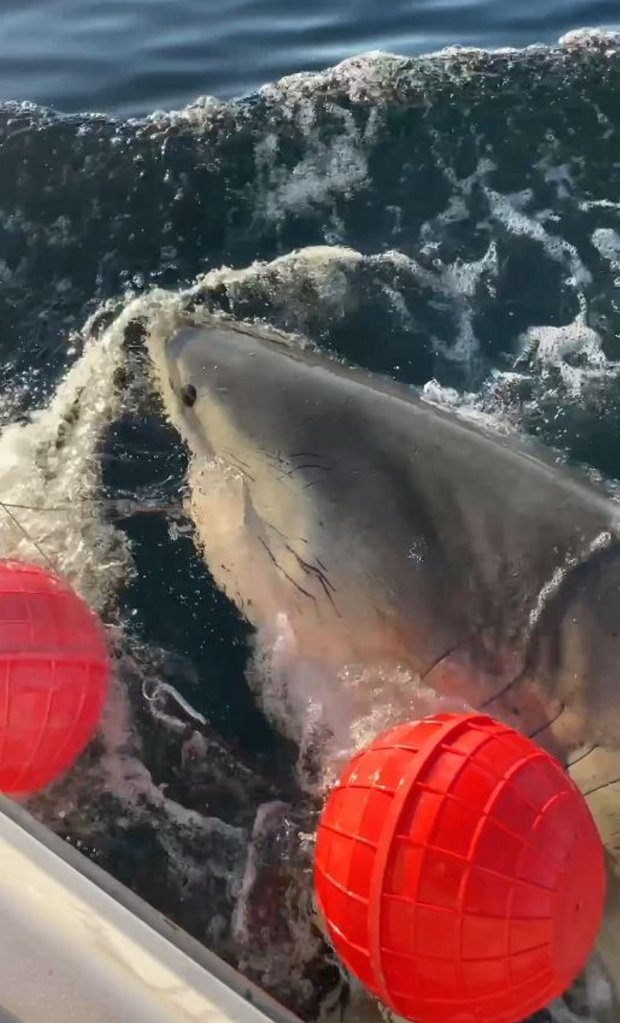 Contender, largest Atlantic white shark, moves south for winter as OCEARCH tracks broader migration