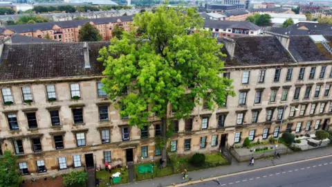 Glasgow's Argyle Street Ash crowned Tree of the Year 2025